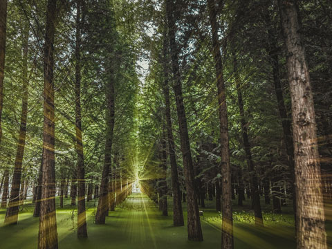 非法批準征用、占用土地罪