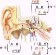 鼓膜穿孔是否構(gòu)成輕傷（續(xù)）？——著重從鼓膜